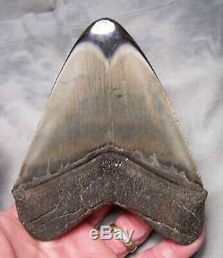 Megalodon Shark Tooth Shark Teeth Fossil 5 3/16 Jaw Diamond Polished Awesome