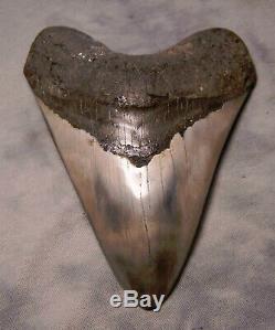 Megalodon Shark Tooth Shark Teeth Fossil 5 3/8 Jaw Diamond Polished Awesome