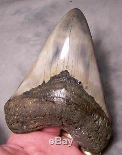 Megalodon Shark Tooth Shark Teeth Fossil 5 3/8 Jaw Diamond Polished Awesome