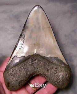 Megalodon Shark Tooth Shark Teeth Fossil 5 3/8 Jaw Diamond Polished Awesome
