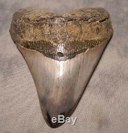 Megalodon Shark Tooth Shark Teeth Fossil 5 Jaw Diamond Polished Big & Awesome