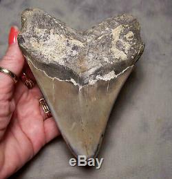 Megalodon Shark Tooth Shark Teeth Fossil 5 Jaw Diamond Polished Big & Awesome