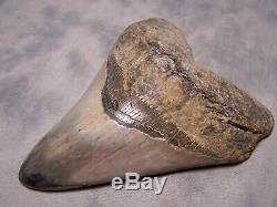 Megalodon Shark Tooth Shark Teeth Fossil 5 Jaw Diamond Polished Big & Awesome