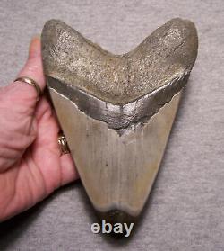 Megalodon Shark Tooth Shark Teeth Fossil Awesome Color 5 1/4 Diamond Polished