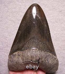 Megalodon Shark Tooth Shark Teeth Fossil Awesome Color 5 1/4 Diamond Polished