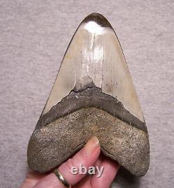 Megalodon Shark Tooth Shark Teeth Fossil Awesome Color 5 1/4 Diamond Polished