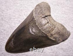 Megalodon Shark Tooth Shark Teeth Fossil Awesome Color 5 1/4 Diamond Polished