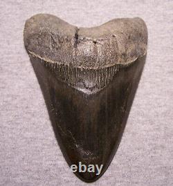 Megalodon Shark Tooth Shark Teeth Fossil Awesome Color 5 1/4 Diamond Polished