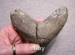 Megalodon Shark Tooth Shark Teeth Fossil Awesome Color 5 1/4 Diamond Polished