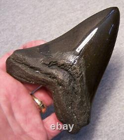 Megalodon Shark Tooth Shark Teeth Fossil Awesome Color 5 Diamond Polished Jaw