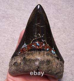 Megalodon Shark Tooth Shark Teeth Fossil Big 4 1/4 Red Coral & Turquoise Inlay