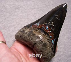 Megalodon Shark Tooth Shark Teeth Fossil Big 4 1/4 Red Coral & Turquoise Inlay