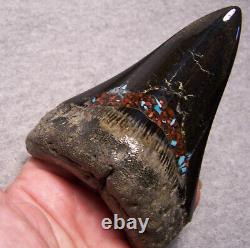 Megalodon Shark Tooth Shark Teeth Fossil Big 4 1/4 Red Coral & Turquoise Inlay