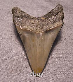 Megalodon Shark Tooth Shark Teeth Fossil Big 4 1/4 Red Coral & Turquoise Inlay