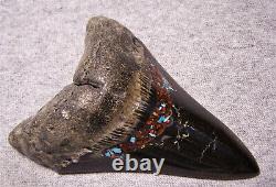 Megalodon Shark Tooth Shark Teeth Fossil Big 4 1/4 Red Coral & Turquoise Inlay