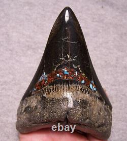 Megalodon Shark Tooth Shark Teeth Fossil Big 4 1/4 Red Coral & Turquoise Inlay