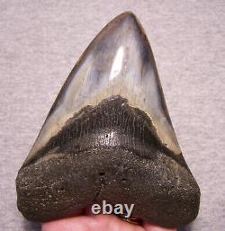 Megalodon Shark Tooth Shark Teeth Fossil Big Stunning Color 4 11/16 Polished Jaw