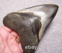 Megalodon Shark Tooth Shark Teeth Fossil Big Stunning Color 4 11/16 Polished Jaw