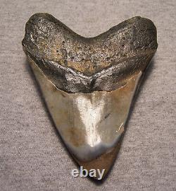 Megalodon Shark Tooth Shark Teeth Fossil Big Stunning Color 4 11/16 Polished Jaw