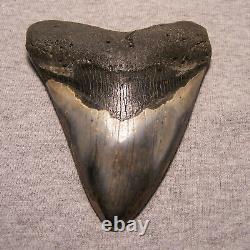 Megalodon Shark Tooth Shark Teeth Fossil Big Stunning Color 4 11/16 Polished Jaw