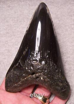 Megalodon Shark Tooth Shark Teeth Fossil Black Dagger 5 1/8 Polished Huge