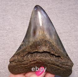 Megalodon Shark Tooth Shark Teeth Fossil Color 4 7/8 Diamond Polished Jaw