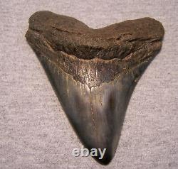 Megalodon Shark Tooth Shark Teeth Fossil Color 4 7/8 Diamond Polished Jaw