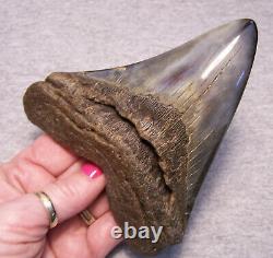 Megalodon Shark Tooth Shark Teeth Fossil Color 4 7/8 Diamond Polished Jaw