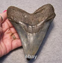 Megalodon Shark Tooth Shark Teeth Fossil Color 4 7/8 Diamond Polished Jaw