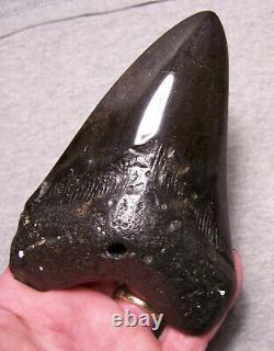 Megalodon Shark Tooth Shark Teeth Fossil Color 5 1/4 Diamond Polished Jaw