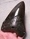 Megalodon Shark Tooth Shark Teeth Fossil Color 5 1/4 Diamond Polished Jaw