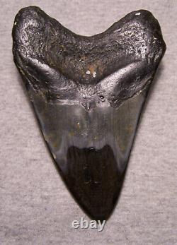 Megalodon Shark Tooth Shark Teeth Fossil Color 5 1/4 Diamond Polished Jaw