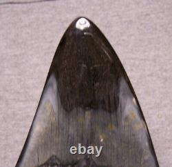 Megalodon Shark Tooth Shark Teeth Fossil Color 5 1/4 Diamond Polished Jaw