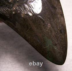 Megalodon Shark Tooth Shark Teeth Fossil Color 5 1/4 Diamond Polished Jaw