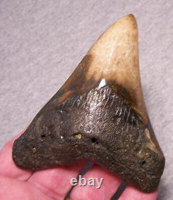 Megalodon Shark Tooth Shark Teeth Fossil Spectacular Color 4 Diamond Polished