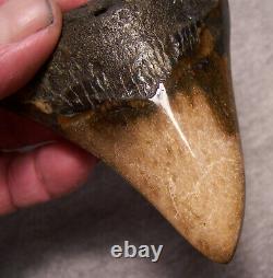 Megalodon Shark Tooth Shark Teeth Fossil Spectacular Color 4 Diamond Polished