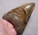 Megalodon Shark Tooth Shark Teeth Fossil Stunning Color 4 11/16 Polished Jaw
