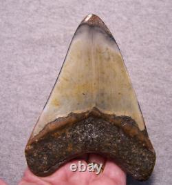 Megalodon Shark Tooth Shark Teeth Fossil Stunning Color 4 11/16 Polished Jaw