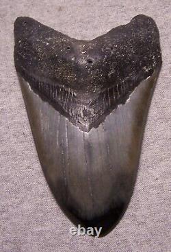 Megalodon Shark Tooth Shark Teeth Fossil Stunning Color 4 13/16 Polished Gem