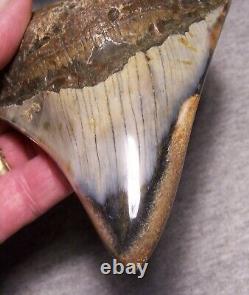 Megalodon Shark Tooth Shark Teeth Fossil Stunning Color 4 15/16 Polished Jaw