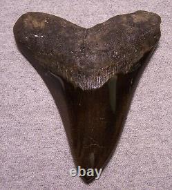 Megalodon Shark Tooth Shark Teeth Fossil Stunning Color 4 1/2 Diamond Polished