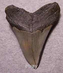 Megalodon Shark Tooth Shark Teeth Fossil Stunning Color 4 1/2 Diamond Polished