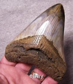 Megalodon Shark Tooth Shark Teeth Fossil Stunning Color 4 1/2 Polished Gem Jaw