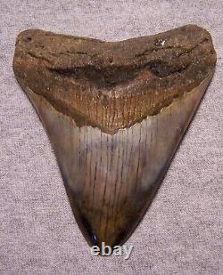 Megalodon Shark Tooth Shark Teeth Fossil Stunning Color 4 1/2 Polished Gem Jaw