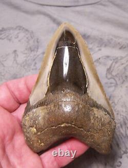 Megalodon Shark Tooth Shark Teeth Fossil Stunning Color 4 1/2 XXL Polished Jaw