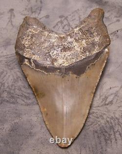 Megalodon Shark Tooth Shark Teeth Fossil Stunning Color 4 1/2 XXL Polished Jaw