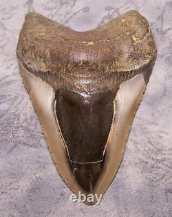 Megalodon Shark Tooth Shark Teeth Fossil Stunning Color 4 1/2 XXL Polished Jaw