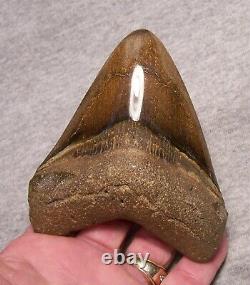 Megalodon Shark Tooth Shark Teeth Fossil Stunning Color 4 1/4 Polished Jaw
