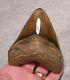 Megalodon Shark Tooth Shark Teeth Fossil Stunning Color 4 1/4 Polished Jaw