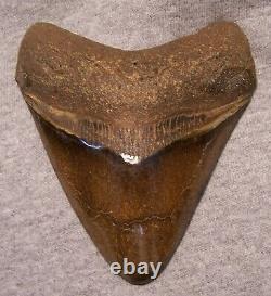 Megalodon Shark Tooth Shark Teeth Fossil Stunning Color 4 1/4 Polished Jaw